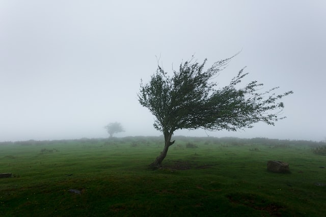  Buying wind insurance